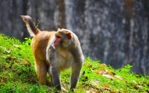 What Are Monkey Balls? An Introduction to the Term