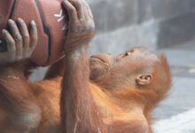 Exploring the Fascinating World of Monkey Balls