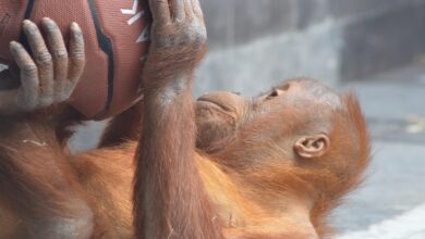 Exploring the Fascinating World of Monkey Balls