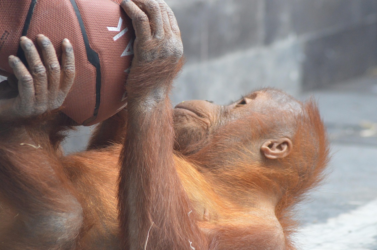 Exploring the Fascinating World of Monkey Balls